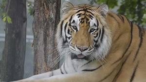 Brawl caught on camera at high school in Spring