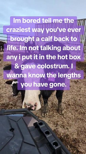 Bringing a Calf Back to Life: A Ranching Tale