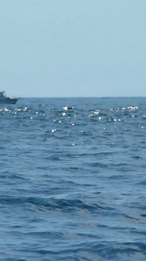 9.5K views · 174 reactions | The Foamer : Local Knowledge S5:E6 "A Day In The Life" Available on YouTube, Waypoint TV & Streaming apps #tunafishing #socal #socalfishing #redtide #fishingbuddy #sportfishing #fishingdestination #travel #offshorefishing #fishingtime #fishingdaily #centerconsole #centerconsoles #catchandrelease #fishing #fishinglife #saltwaterfishing | Local Knowledge | Facebook