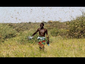 Billions of locusts swarm through East Africa after year of extreme weather
