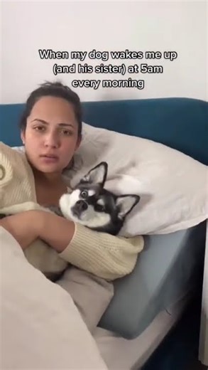 If you own a husky, you know this 6am energy