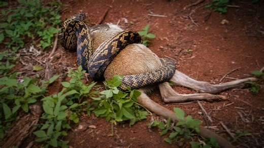 Watch what happens when a kangaroo gets smothered by a python
