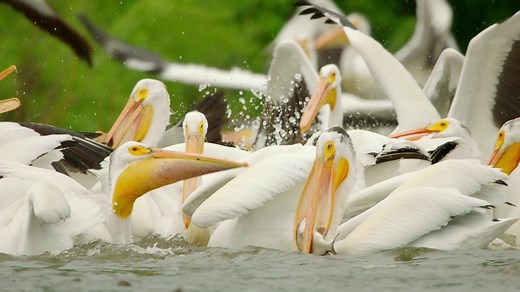 American white pelicans flock to Minnesota
