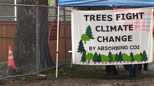 Activists halt Lake City tree removal, seek compromise with developer to preserve trees