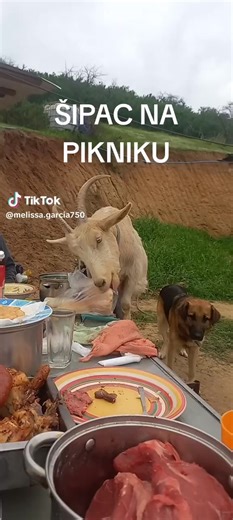 Aleks Vuk (@aleks.vuk)’s videos with Njam, njam, njam, njam - Nykk Deetronic