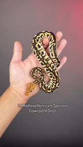 #inhouse#2025#pythons #scales #ballpythonofinstagram #ballpython #reptiles #snakeofinstagram #Hetflix #ballpythonbreeder #thailand | Sexy Ball Python