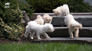 10K views · 442 reactions | With a brainy #MiniaturePoodle mom and a loving #Maltese dad, these Maltipoo puppies are growing up like royalty in a luxurious mansion.  But more square footage = more ways to get in trouble, and mom and dad have their paws full... #TooCute! #Maltipoo #dogs | Animal Planet | Facebook