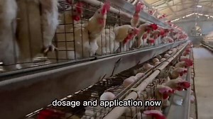 102K views · 3.4K reactions | Natural Booster For Broiler Weight Gain #broiler #broilerchickens #eggs #chicken #farming #farmlife | Poultry Tips | Facebook