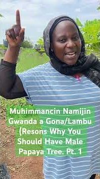 Muhimmancin Namijin Gwanda! Pt.1 - The Importance of the Male Papaya Tree🌳