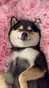 Follow the adorable moments of MANYU and BAI! Let’s dive into the delightful life of them—kindly hit FOLLOW and give us a LIKE! Thanks a lot! Check out the same products MANYU uses, now AVAILABLE on Manyuland via link in Bio! Stay Connected: Official Website & Shop: https://www.manyuland.com YouTube: https://www.youtube.com/@littlemanyu_ Instagram: https://Instagram.com/littlemanyu_ TikTok: https://www.tiktok.com/@littlemanyu X: https://x.com/littlemanyu #littlemanyu #是曼玉不是鳗鱼 #asmr #spa #puppy #