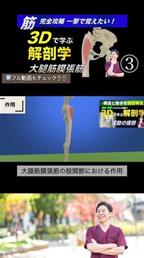 Functions of the Tensor Fasciae Latae (Hip Flexion): 3D Anatomy of the Tensor Fasciae Latae. Mast...