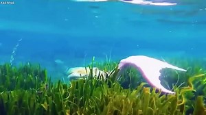 1.2K views · 26 reactions | 20 Mermaid Sightings That Terrified The Whole World | Extra Alien | Facebook