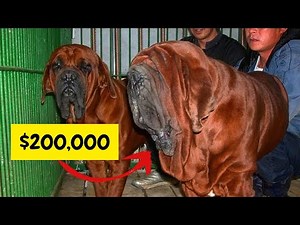 Worlds Rarest Dog Breed | Korean Mastiff