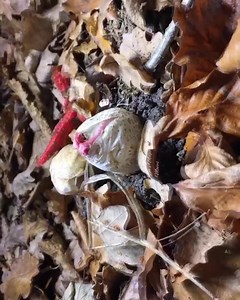 Clathrus archeri, comumente conhecido como "polvo" ou "dedos do diabo", 👹 é um fungo com distribuição global. O fungo jovem cresce de um "ovo", formando-se de quatro a sete braços alongados e delgados, inicialmente eretos e presos no topo. @tors_magical_movies __ Aliens from Out Of Space.. Clathrus Archeri/ Devils fingers/Octopus stink-horn Filmed Over six days time lapse then we recovered the footage from nature.. . #clathrusarcheri #devilsfinger #octopusstinkhorn #trendingmusic #stinkhorn #al
