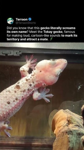 This Lizard Sounds Like a Cartoon Character 😳