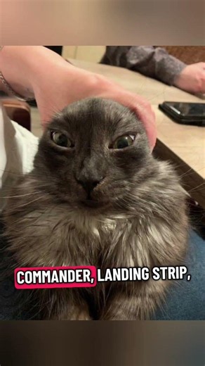 Names to call your friends with forehead 😂 #shorts #memes #funny #cat