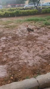 Today at Mukamambo II Girls Secondary School whatever this chicken 🐓 is going through I fully understand ine Bikozi naine nili nama pulesha pano. Disclaimer: I don’t own the rights to the music | Maclean Sandra Phiri