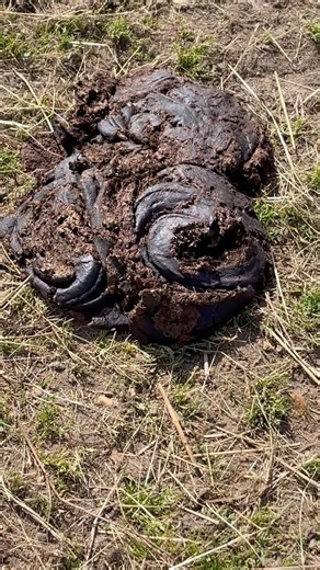 DISASTER AT THE FARM #humor #poop #catastrophe #lol #fun