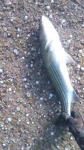 8.3K views · 110 reactions | #underwater #underwaterphotography | News Media Today | Facebook