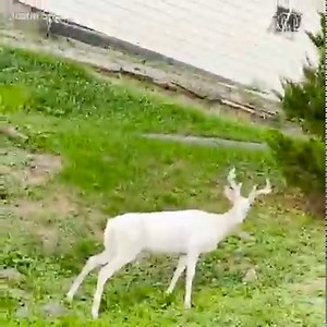 1.7M views · 177K reactions | That's one beautiful deer! ❤️ | People | Facebook