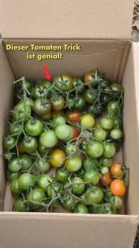 diesen Tomaten Trick sollte man unbedingt nutzen!