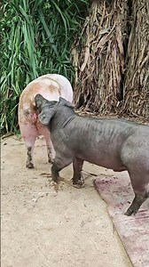 Pig discovers the joy of the hidden forest 2