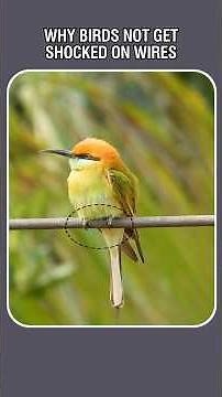 Why Birds Don’t Get Shocked on Power Lines?|YouTube shorts #Birds #BirdsOnWire #WhyBirdsDontGetShock