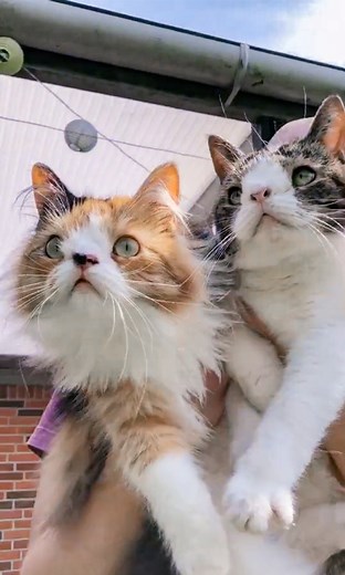 Cheezburger on Reels