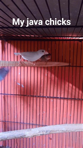Java Sparrow chicks ❤️🥰❤️#birds #java#javasparrow #zeeshanshani