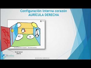 Anatomia. Corazon. Auricula Derecha. CIS Online