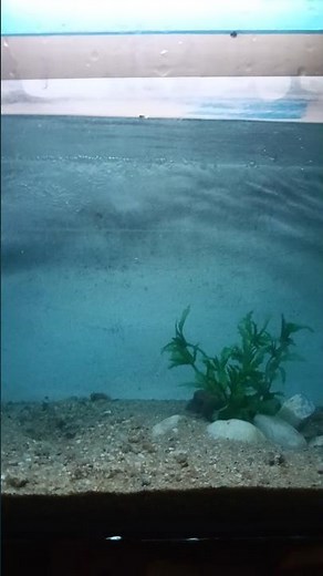 Mein Fih tnak off Guppy' Farm 😍🫶🏻#shortsvideo #fishvideo2025