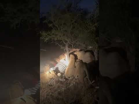 👉 Lion Hunt at Sunset | Zebra Chased by Lions – Real Safari Moment | Zuka Game Reserve