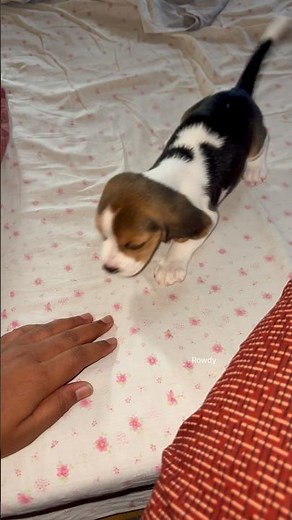 Beagle Dog 🐕 barking sounds #barking