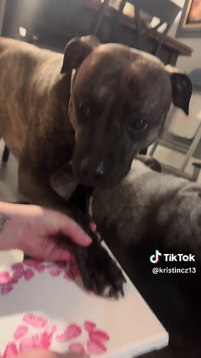 Create Adorable Valentine’s Art with Your Dog