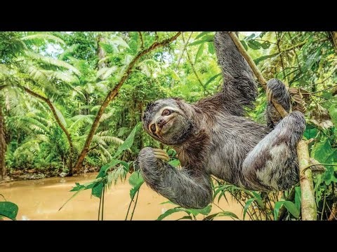 Slowly, Slowly, Slowly, Said the Sloth | Eric Carle |Rainforest | Bedtime Stories