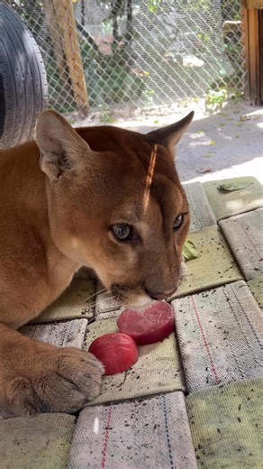 6.1K views · 372 reactions | Up close & personal with Cimmy and his favorite frozen treat 流 #shywolfsanctuary #cougar #visitus #rescue #naples | Shy Wolf Sanctuary | Facebook