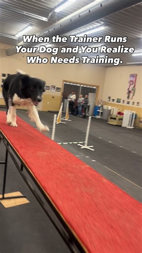 Kezzie on Instagram: "Always Handler Error. I didn’t realize she can run that fast and totally knows what she is doing. Got to work on my call timing. #agilitydogsofinstagram #dogagilitytraining #dogagility #bordercollieofinstagram #smartdog"