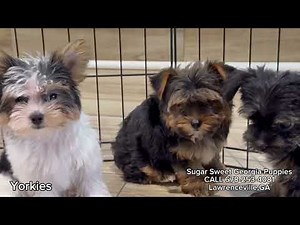 Teacup And Toy Yorkie Puppies #forsale