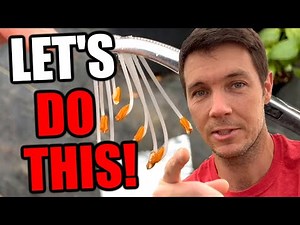 How to Make Hybrid Plants | Rhododendron Propagation through Cross Pollination