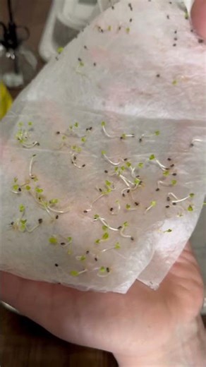 Plant our germinated seeds with us with our supplies from ​‪@dollartree‬