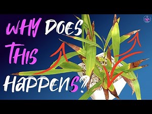 How to care for Ground Orchids | How to care for Terrestrial Orchids | Landscape🏞& Potted up 🪴