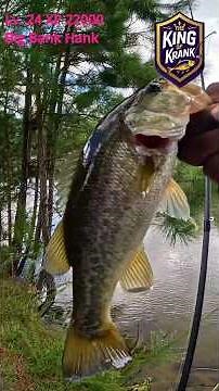 Largemouth Bass Fishing: Virginia Beach's Best Kept Secret