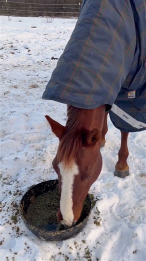 Copper’s Outfit of the Day #ootd #horse