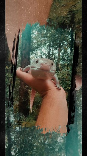This Northern Blue Tongue Lizard is getting so big and vibrant. The colours and patterning are just amazing! | Wild Conservation