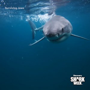 449K views · 7.2K reactions | They tried to test if you can knock out a shark... but the shark hit back 麗 Don't miss Surviving Jaws TONIGHT at 8p as #SharkWeek continues all week long on Discovery! | Shark Week | Facebook