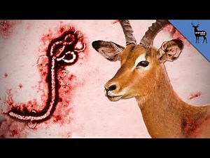 Which Animals Spread Ebola?