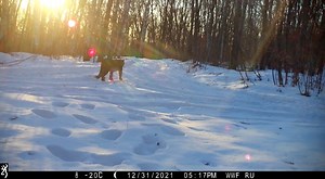 Happy #Caturday 🐾 Tigers in the Russian Far East share their home with one of the rarest cats - the Amur leopard. This is the first time an Amur leopard has been recorded on camera traps beyond its current range! | WWF Tigers