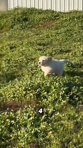 186K views · 3.6K reactions | 5 chiots les plus mignons de la planète | Monchienheureux | Facebook