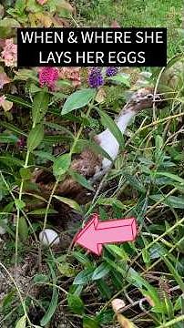 Runner Ducks: How, When & Where They Lay Eggs #HenDuck #DuckEggs