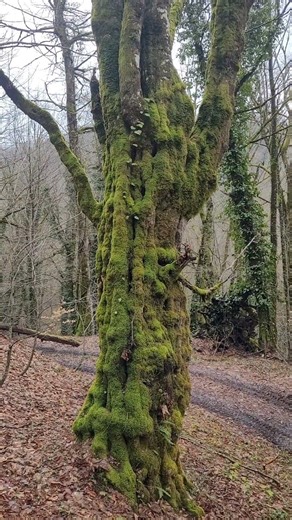The Beginning of Spring in the Caucasus Mountains 🌿